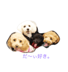 トイプードル4ワン生活。（個別スタンプ：25）