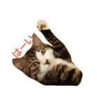 ねこのKIKI（個別スタンプ：1）
