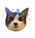 ねこのKIKI（個別スタンプ：2）