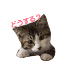 ねこのKIKI（個別スタンプ：4）