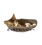 ねこのKIKI（個別スタンプ：6）