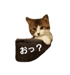 ねこのKIKI（個別スタンプ：8）