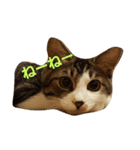 ねこのKIKI（個別スタンプ：11）
