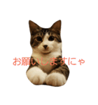 ねこのKIKI（個別スタンプ：13）