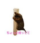 ねこのKIKI（個別スタンプ：16）