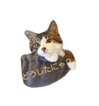 ねこのKIKI（個別スタンプ：18）