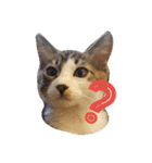 ねこのKIKI（個別スタンプ：20）
