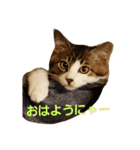 ねこのKIKI（個別スタンプ：21）
