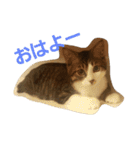 ねこのKIKI（個別スタンプ：22）