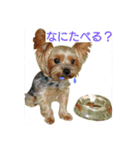 モジャワンスタンプ（個別スタンプ：17）