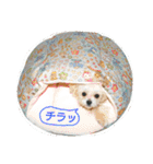 モジャワンスタンプ（個別スタンプ：18）