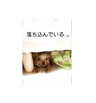 モジャワンスタンプ（個別スタンプ：30）