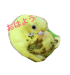 kiiiichan（個別スタンプ：1）