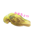 kiiiichan（個別スタンプ：4）