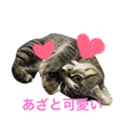 キジトラ猫いったん（個別スタンプ：1）
