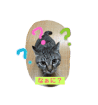 キジトラ猫いったん（個別スタンプ：3）
