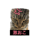 キジトラ猫いったん（個別スタンプ：5）