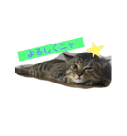 キジトラ猫いったん（個別スタンプ：7）