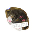 キジトラ猫いったん（個別スタンプ：10）