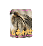 キジトラ猫いったん（個別スタンプ：14）