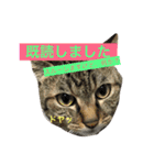キジトラ猫いったん（個別スタンプ：16）
