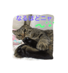 キジトラ猫いったん（個別スタンプ：17）