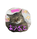 キジトラ猫いったん（個別スタンプ：19）
