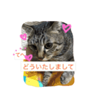キジトラ猫いったん（個別スタンプ：20）