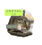 キジトラ猫いったん（個別スタンプ：23）