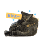 キジトラ猫いったん（個別スタンプ：24）
