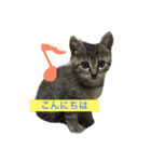 キジトラ猫いったん（個別スタンプ：25）