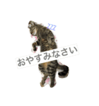 キジトラ猫いったん（個別スタンプ：26）