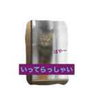 キジトラ猫いったん（個別スタンプ：28）