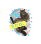 キジトラ猫いったん（個別スタンプ：31）