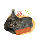 キジトラ猫いったん（個別スタンプ：32）