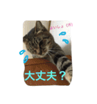キジトラ猫いったん（個別スタンプ：33）