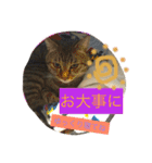 キジトラ猫いったん（個別スタンプ：35）