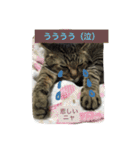 キジトラ猫いったん（個別スタンプ：38）