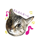 キジトラ猫いったん（個別スタンプ：39）