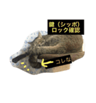 キジトラ猫いったん（個別スタンプ：40）