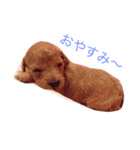 くらぽむ1（個別スタンプ：3）