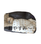 _ACE_（個別スタンプ：1）