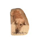 _ACE_（個別スタンプ：4）