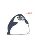 ペンギンのそた（個別スタンプ：24）