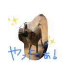 くろひげ犬2（個別スタンプ：2）