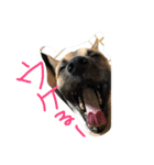 くろひげ犬2（個別スタンプ：6）