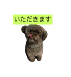 ゴリラじゃないよドゴだよ（個別スタンプ：7）