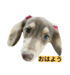我が家のニャンとワン（個別スタンプ：2）