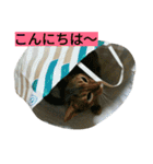 我が家のニャンとワン（個別スタンプ：3）