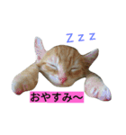 我が家のニャンとワン（個別スタンプ：5）